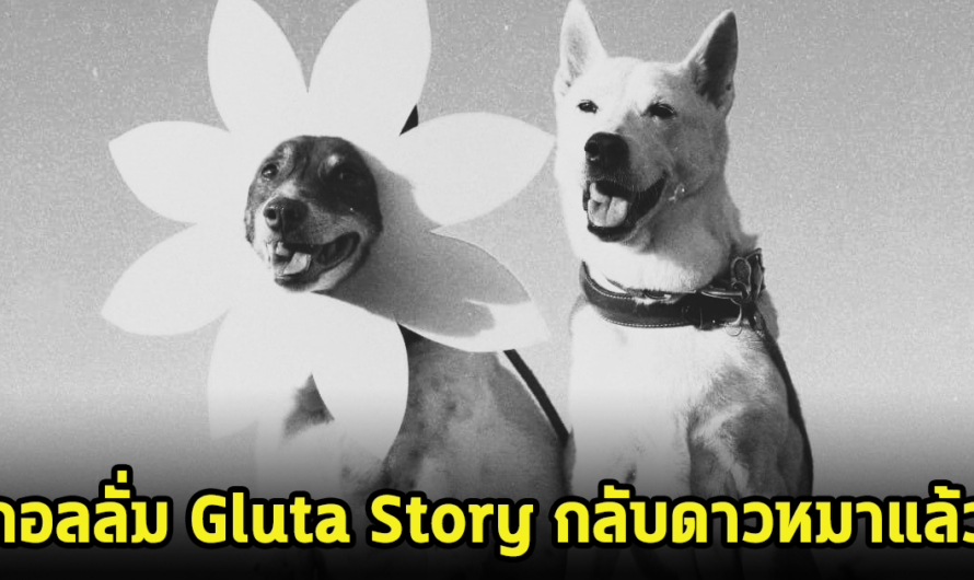 แฟนๆเศร้า กอลลั่ม Gluta Story กลับดาวหมาแล้ว