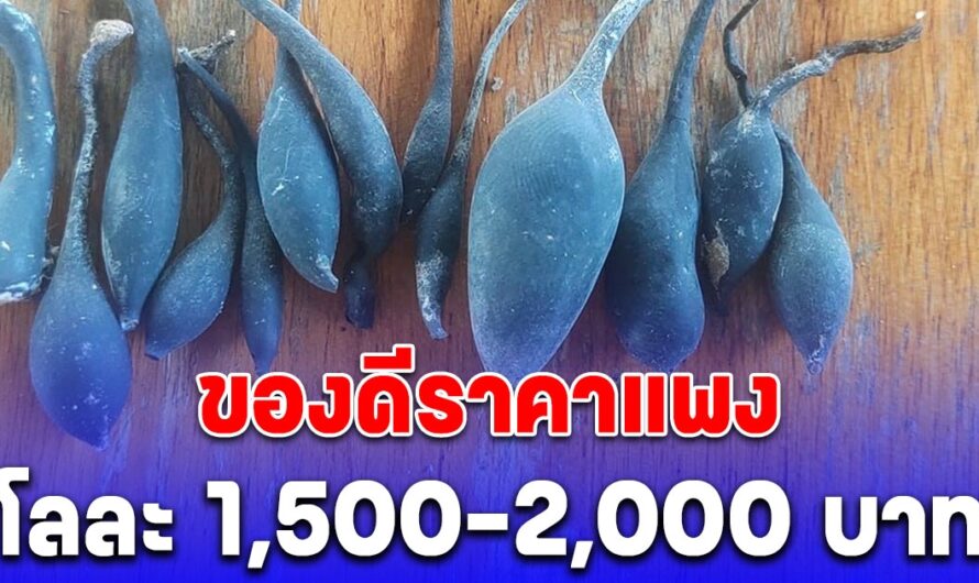 น้ำเต้าดิน ขายได้โลละ 1,500-2,000 บาท เจ้าของร้านกาแฟบอก ใครอยากได้มาขุดเลย