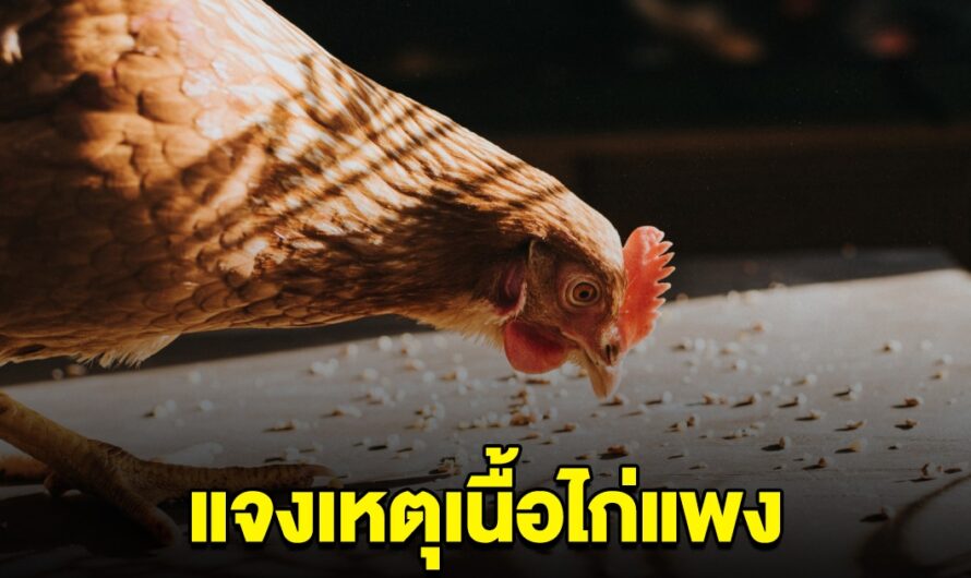 พาณิชย์ลุยตรวจ แจงเหตุเนื้อไก่แพง ยัน จะไม่มีการปรับขึ้นราคาอีก