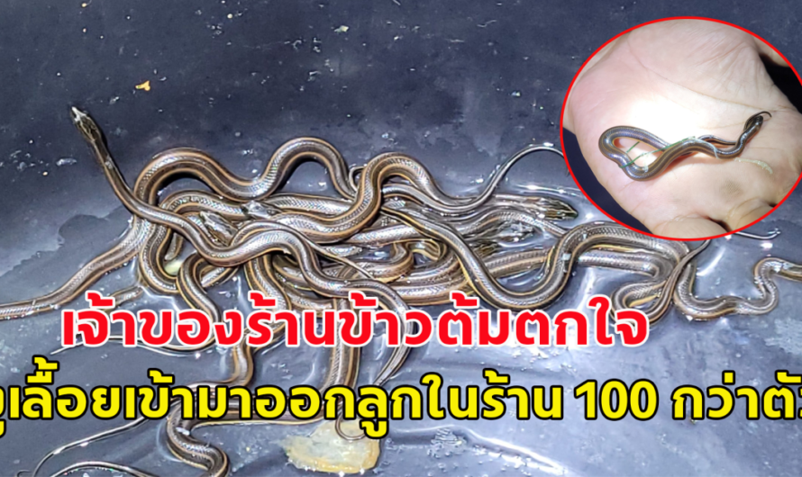 เจ้าของร้านข้าวต้มตกใจ งูเลื้อยเข้ามาออกลูกในร้าน 100 กว่าตัว