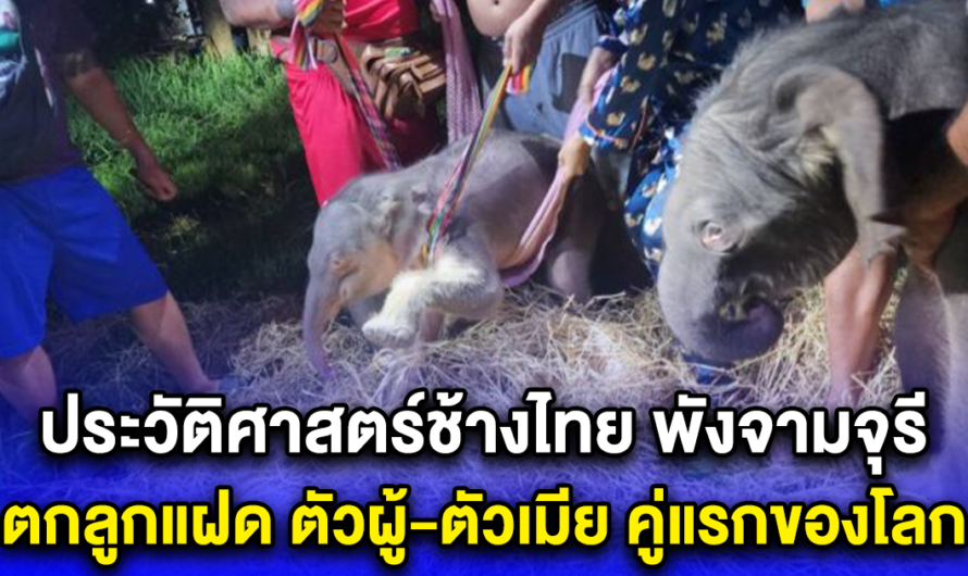 ประวัติศาสตร์ช้างไทย พังจามจุรี ตกลูกแฝด ตัวผู้-ตัวเมีย คู่แรกของโลก